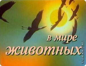 Операция «надежда-22»