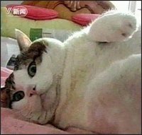 Крым жирных котов — 2