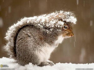 Лучшие фото месяца от National Geographic