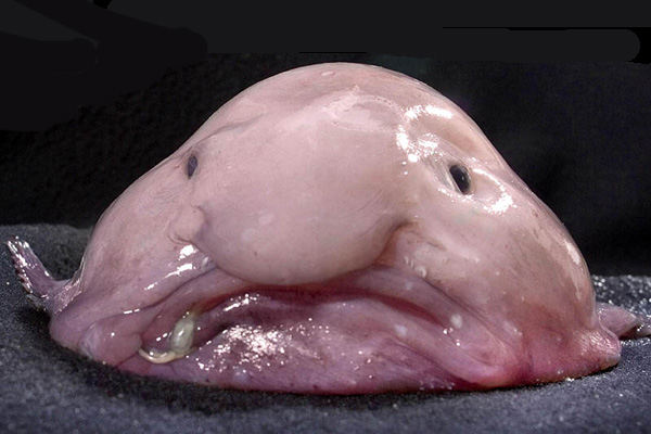 blobfishwww