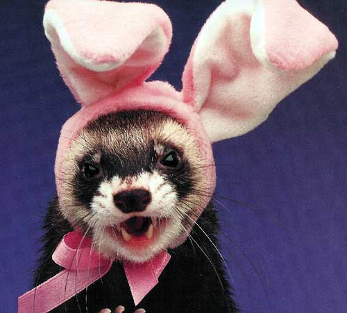 ferret 11