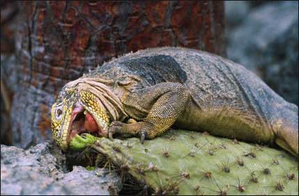 iguana1212