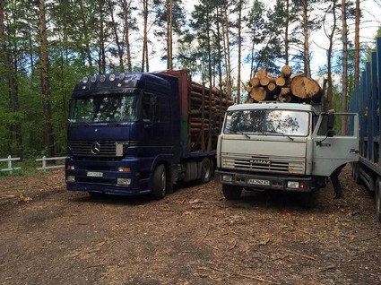 medium lesssvirubkka