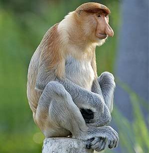 monkeyyy 1