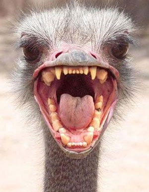ostrich head