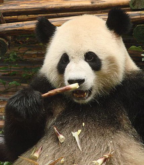 panda