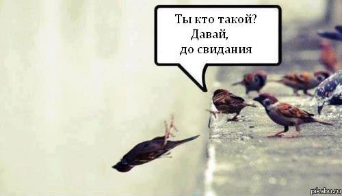 Ебышки-воробышки